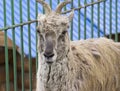 Himalayan blue sheep Pseudois nayaur, also known as Nahur Royalty Free Stock Photo