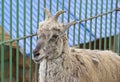 Himalayan blue sheep Pseudois nayaur, also known as Nahur Royalty Free Stock Photo