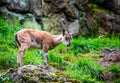 Himalayan blue sheep Royalty Free Stock Photo