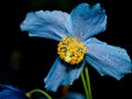 Himalayan blue Tibet Poppy
