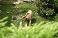 Himalayan brown bear