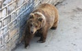 Himalayan brown bear or Red bear