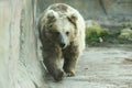 Himalayan brown bear