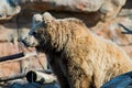 The Himalayan brown bear, Ursus arctos isabellinus