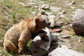 Himalayan brown bear Ursus arctos isabellinus