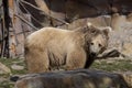 Himalayan brown bear, Ursus arctos isabellinus, has a very bright color Royalty Free Stock Photo