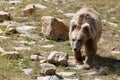 Himalayan brown bear Ursus arctos isabellinus