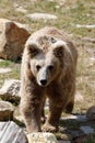 Himalayan brown bear Ursus arctos isabellinus