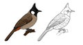 Himalayan Bulbul Bird Coloring Page with Two Versions for Bird Watching Fun Royalty Free Stock Photo