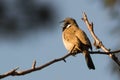 Himalayan Bulbul Bird Royalty Free Stock Photo