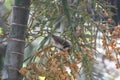 Himalayan bulbul in a palm tree