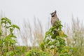 A Himalayan Bulbul perching Royalty Free Stock Photo