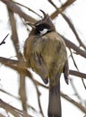 A himalayan bulbul Royalty Free Stock Photo