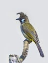 Himalayan bulbul perching on tree branch Royalty Free Stock Photo