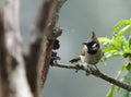 Himalayan bulbul Royalty Free Stock Photo