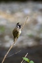 Himalayan bulbul or white cheeked bulbul or Pycnonotus leucogenys bird closeup perched on branch at dhikala jim corbett national