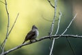 Himalayan bulbul or white cheeked bulbul or Pycnonotus leucogenys bird closeup perched on branch in natural scenic green