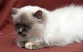 Himalayan cat