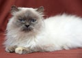 Himalayan cat