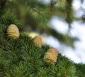 Himalayan cedar cones