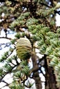 Himalayan Cedar or Deodar Cedar