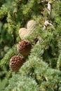 Himalayan cedar or deodar cedar tree with female and male cones, Christmas background Royalty Free Stock Photo