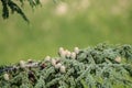 Himalayan cedar or deodar cedar tree with female and male cones, Christmas background copy space Royalty Free Stock Photo