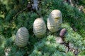 Himalayan cedar or deodar cedar tree with female cones, Christmas background Royalty Free Stock Photo