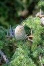 Himalayan cedar or deodar cedar tree with female cones, Christmas background Royalty Free Stock Photo