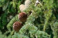 Himalayan cedar or deodar cedar tree with female and male cones, Christmas background