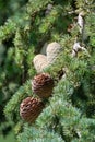 Himalayan cedar or deodar cedar tree with female and male cones, Christmas background Royalty Free Stock Photo
