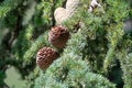 Himalayan cedar or deodar cedar tree with female and male cones, Christmas background Royalty Free Stock Photo