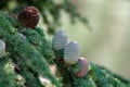 Himalayan cedar or deodar cedar tree with female and male cones, Christmas background Royalty Free Stock Photo
