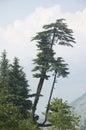 Himalayan Cedar Tree