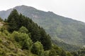 Himalayan cedar tree forest in Pakistan Royalty Free Stock Photo