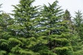 Himalayan cedar trees Cedrus Deodara, Deodar in spring day in Arboretum Park Southern Cultures in Sirius Adler