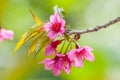 Himalayan cherry blooming (Prunus cerasoides flower)