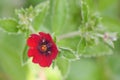 Himalayan Cinquefoil Potentilla argyrophylla var. atrosanguinea a blood-red flower