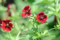 Himalayan Cinquefoil Potentilla argyrophylla var. atrosanguinea blood-red flowers