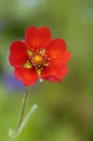 Himalayan Cinquefoil