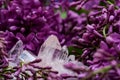 Himalayan Clear Quartz Clusters with Hematite inclusions surrounded by purple lilac flower.