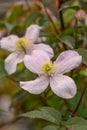 Himalayan Clematis montana Mayleen, a pink flower Royalty Free Stock Photo