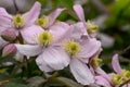 Himalayan Clematis montana Mayleen, with pink flowers Royalty Free Stock Photo