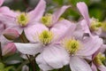 Himalayan Clematis montana Mayleen, pink flowers in close-up Royalty Free Stock Photo