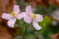 Himalayan Clematis montana Mayleen, two pink flowers Royalty Free Stock Photo