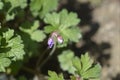 Himalayan Cranesbill Plenum Royalty Free Stock Photo