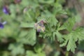 Himalayan Cranesbill Plenum Royalty Free Stock Photo
