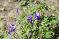 Himalayan Cranesbill Plenum Royalty Free Stock Photo