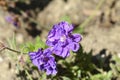 Himalayan Cranesbill Plenum Royalty Free Stock Photo