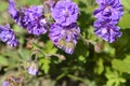 Himalayan Cranesbill Plenum Royalty Free Stock Photo